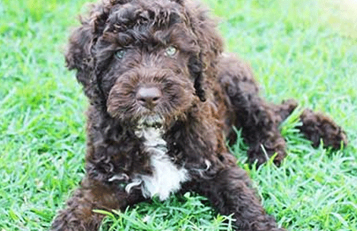 Toilet training your puppy