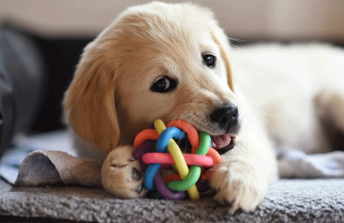What are the best toys for your dog?