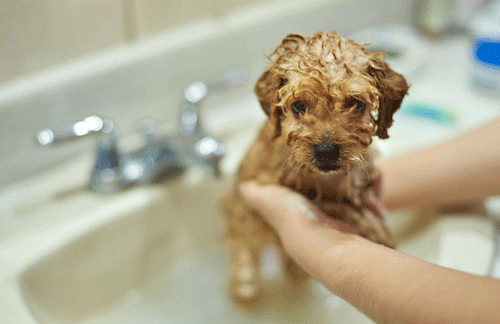 Giving your puppy a bath