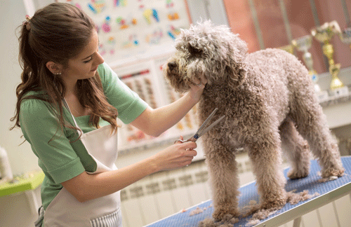 Choosing a dog groomer