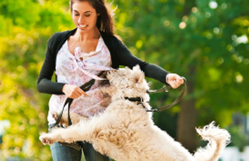 How to stop your puppy from jumping up