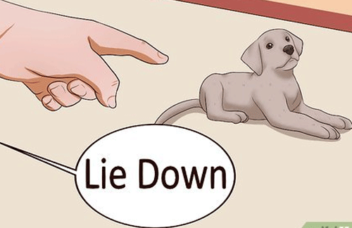 How to teach your puppy to lay down