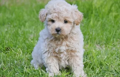 How to train your puppy to come when called