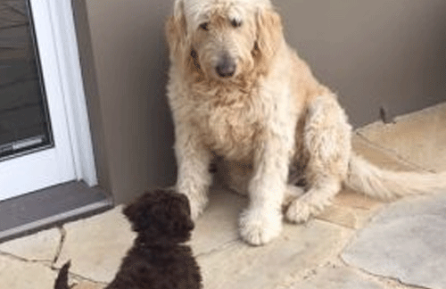 Introducing your new puppy to your older dog