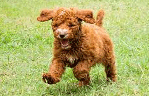 Shedding vs Non Shedding Coat