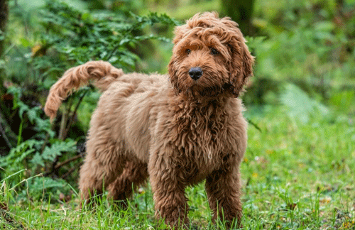 Signs of a healthy dog