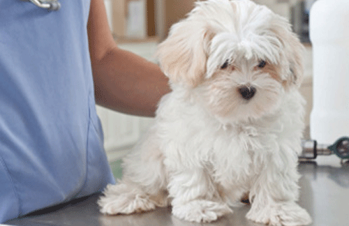 Why does my dog need annual vet checks?